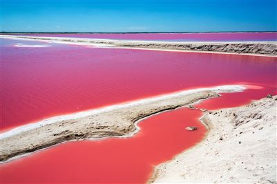 Pinke Salzlagune im Nationalpark Rio Lagartos